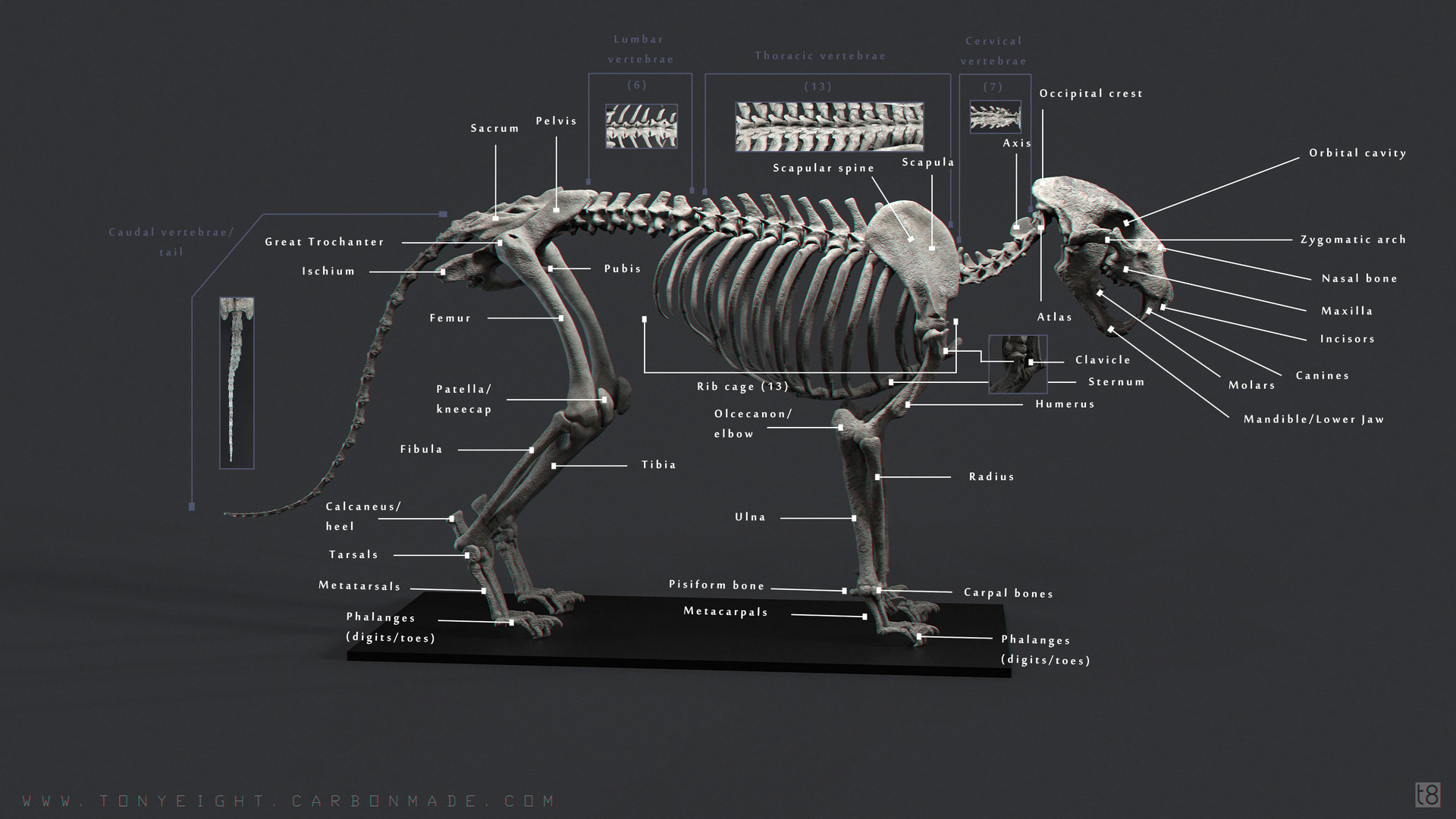 tony-camehl-lion-skeleton-01-labled